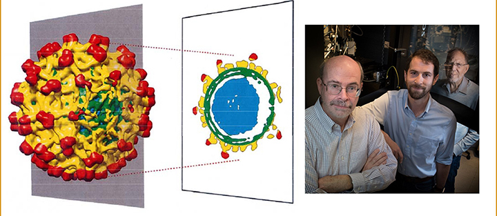 Structures of spherical viruses aren’t as perfect as we thought